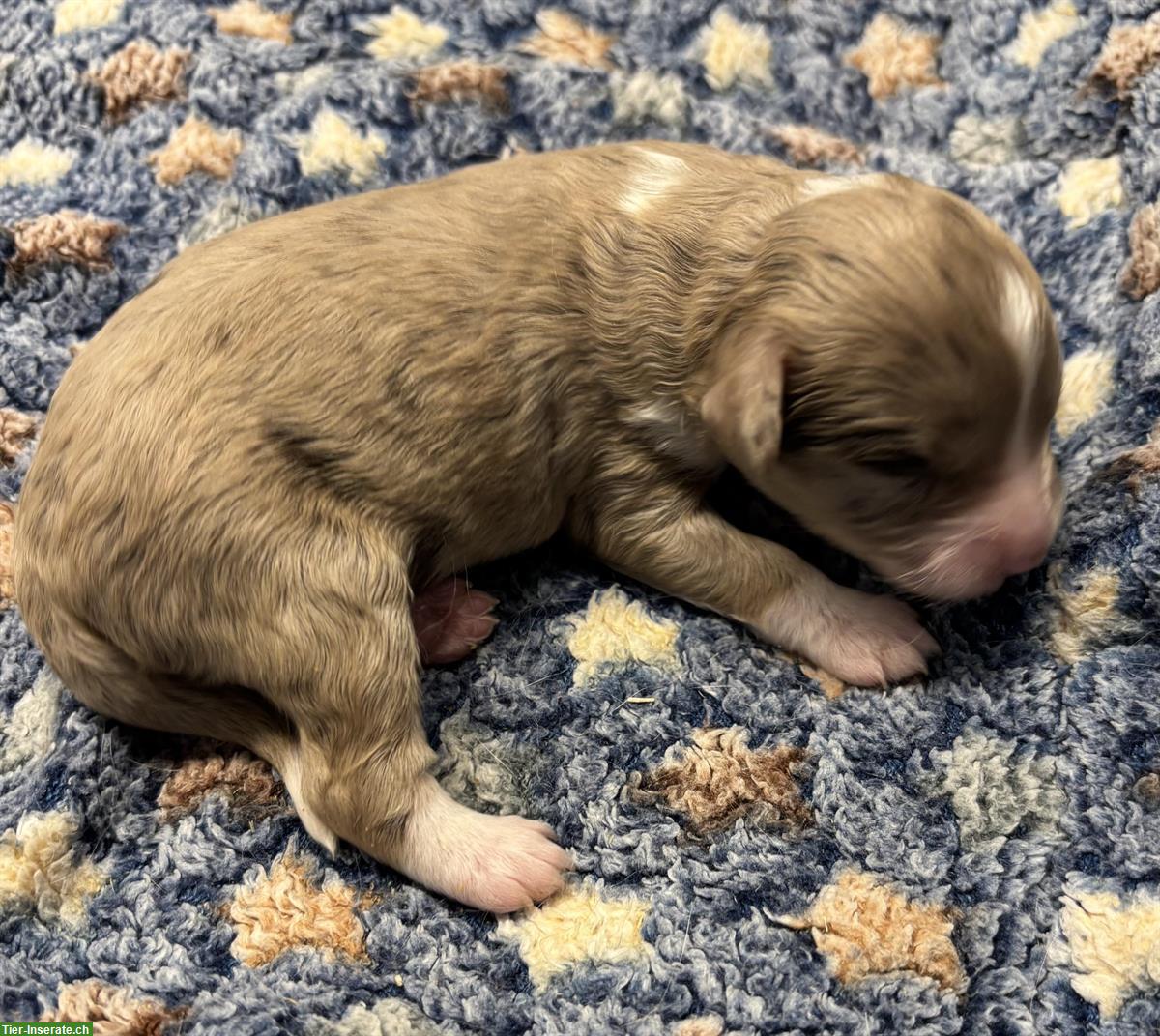 Bild 3: Mini Aussie Doodles Welpen