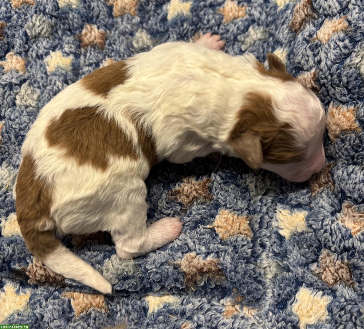 Bild 4: Mini Aussie Doodles Welpen