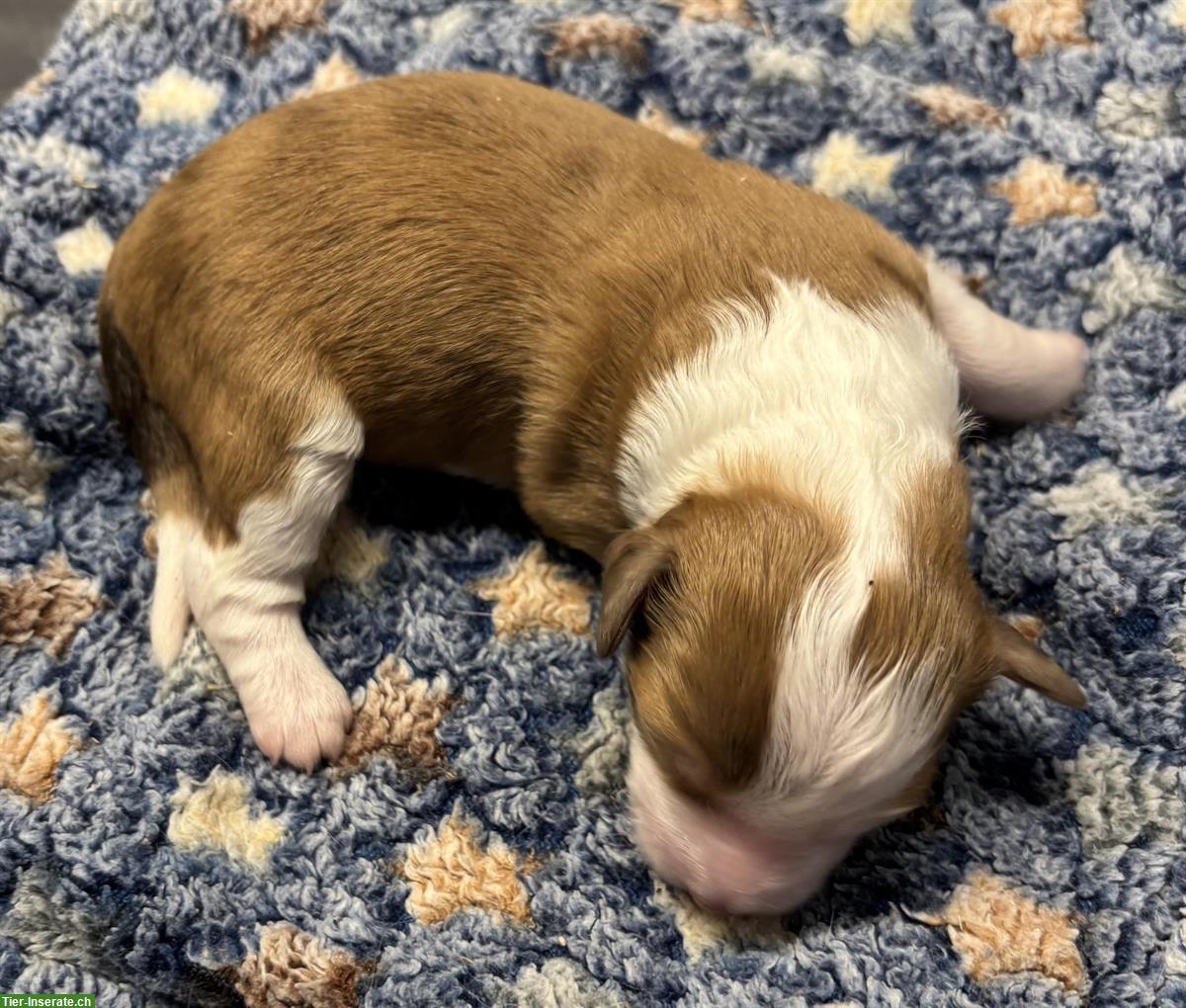 Bild 5: Mini Aussie Doodles Welpen