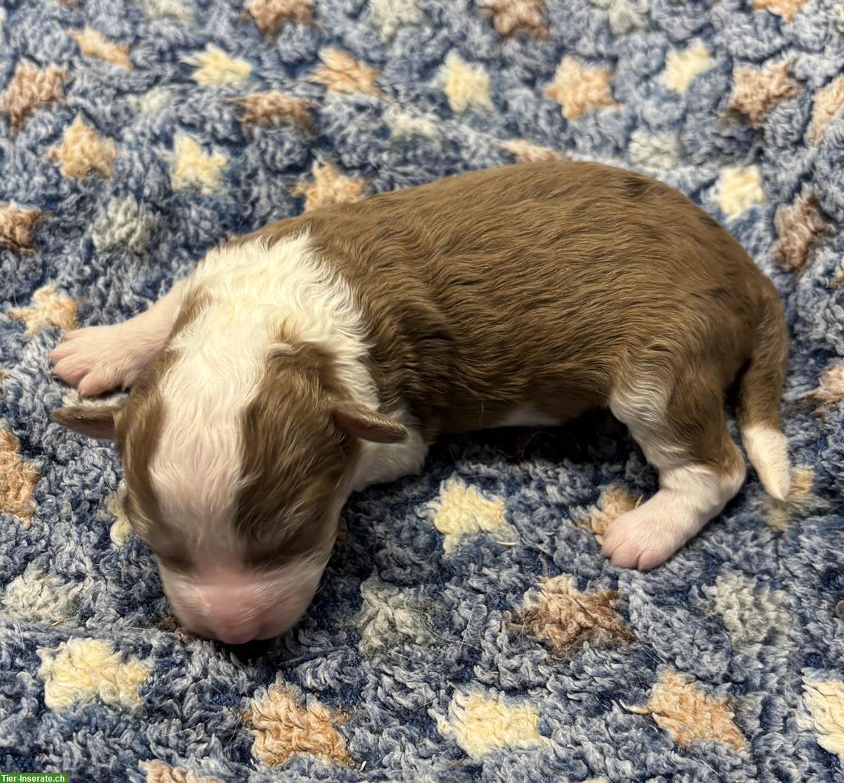 Bild 6: Mini Aussie Doodles Welpen