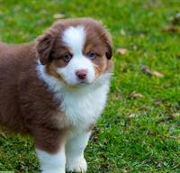 Australian Shepherd Welpen von ASCA-registrierter Zucht