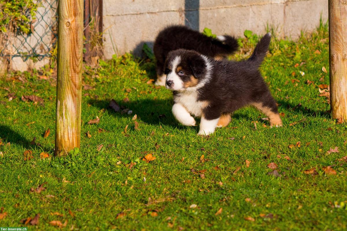 Bild 10: Australian Shepherd Welpen von ASCA-registrierter Zucht