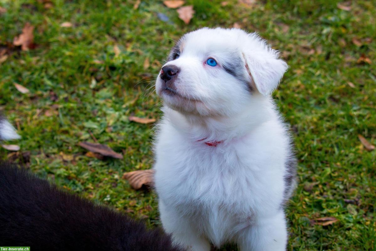 Bild 2: Australian Shepherd Welpen von ASCA-registrierter Zucht