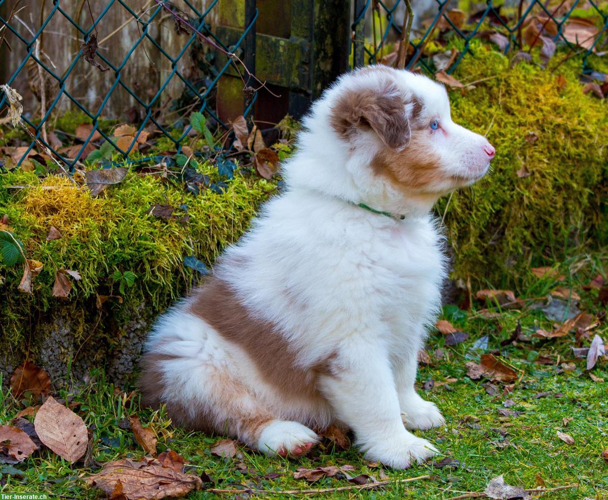 Bild 3: Australian Shepherd Welpen von ASCA-registrierter Zucht