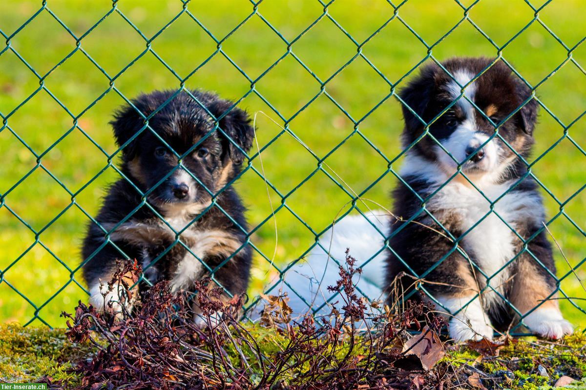 Bild 4: Australian Shepherd Welpen von ASCA-registrierter Zucht