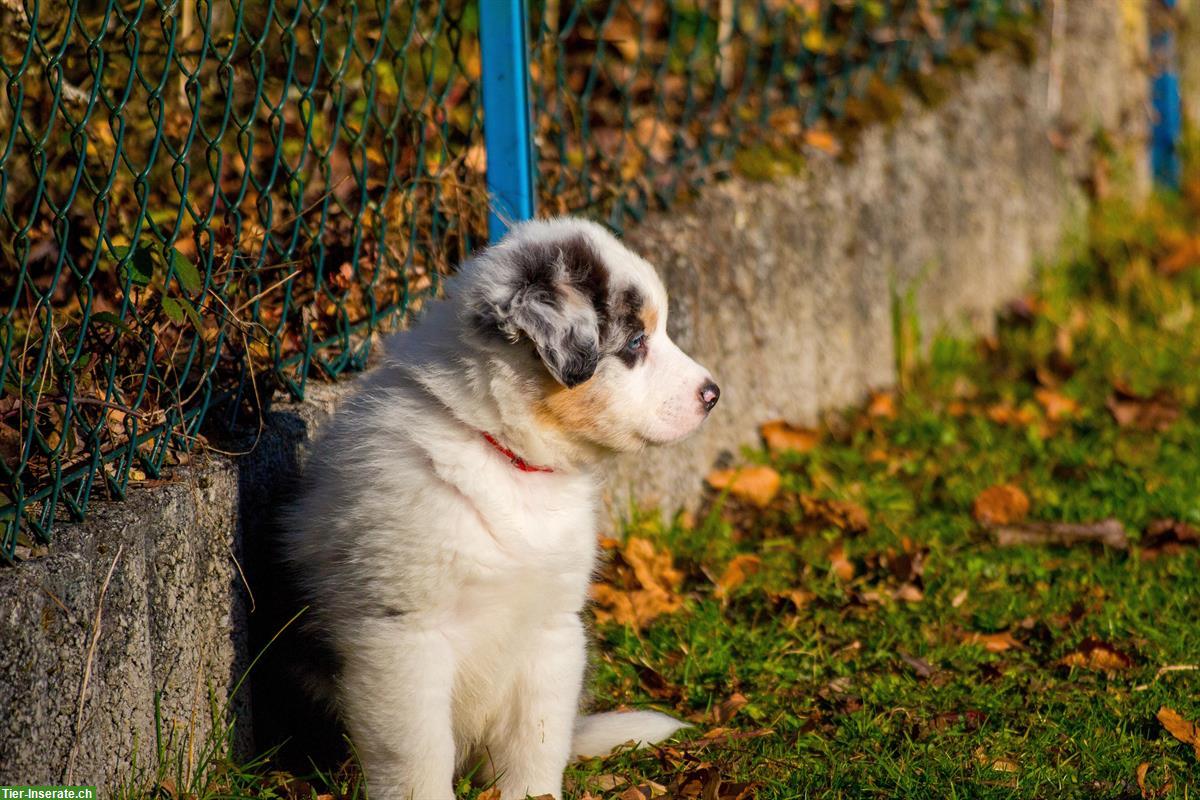 Bild 5: Australian Shepherd Welpen von ASCA-registrierter Zucht