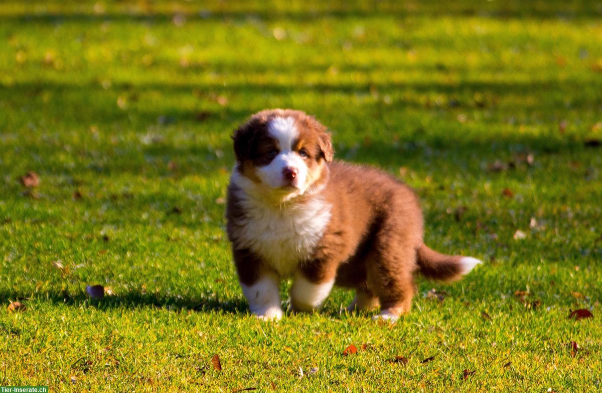 Bild 6: Australian Shepherd Welpen von ASCA-registrierter Zucht