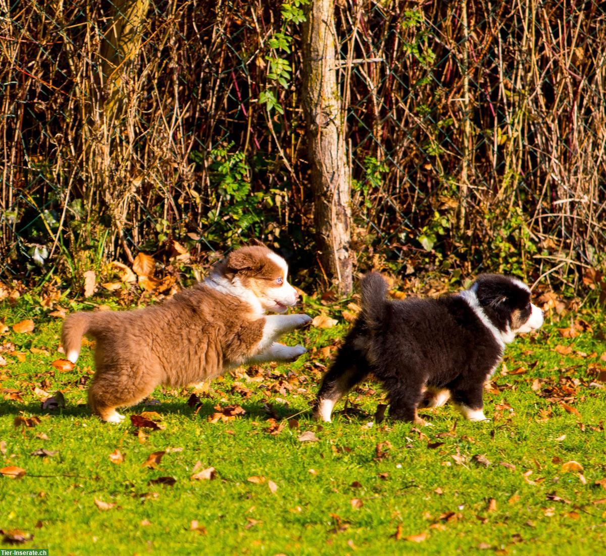 Bild 7: Australian Shepherd Welpen von ASCA-registrierter Zucht