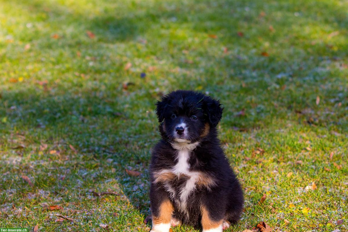 Bild 8: Australian Shepherd Welpen von ASCA-registrierter Zucht