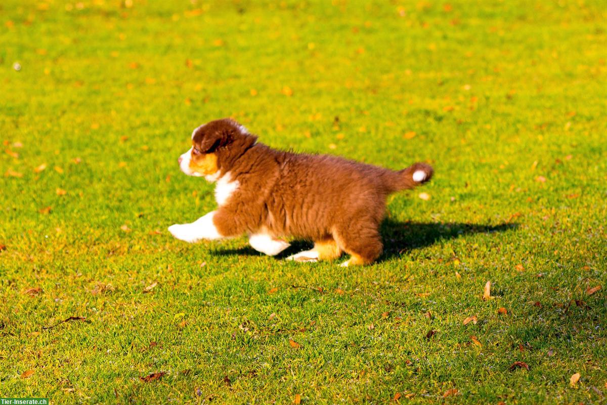 Bild 9: Australian Shepherd Welpen von ASCA-registrierter Zucht