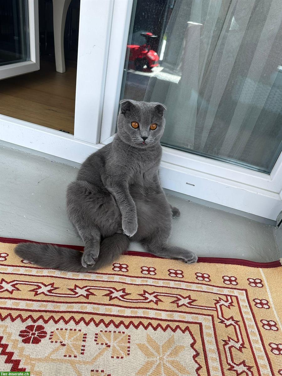 Britisch Kurzhaar Kater, 3 Jahre alt