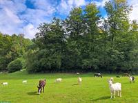 Praktikumsstelle auf Gnadenhof in Safenwil, 100%, ab sofort