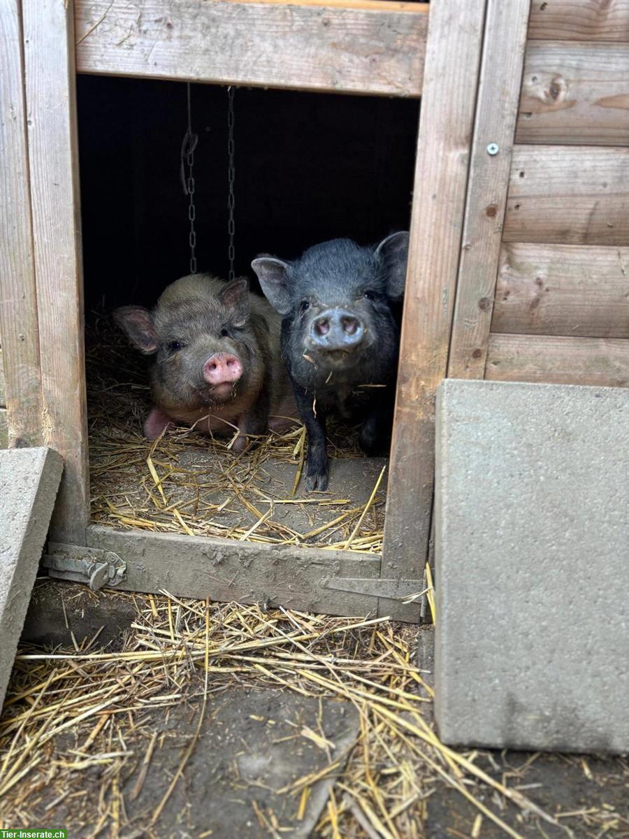 Bild 2: Praktikumsstelle auf Gnadenhof in Safenwil, 100%, ab sofort