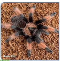 Vogelspinnen Slings zu verkaufen