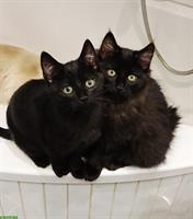 Heilige Birma Mix Kitten, black smoke