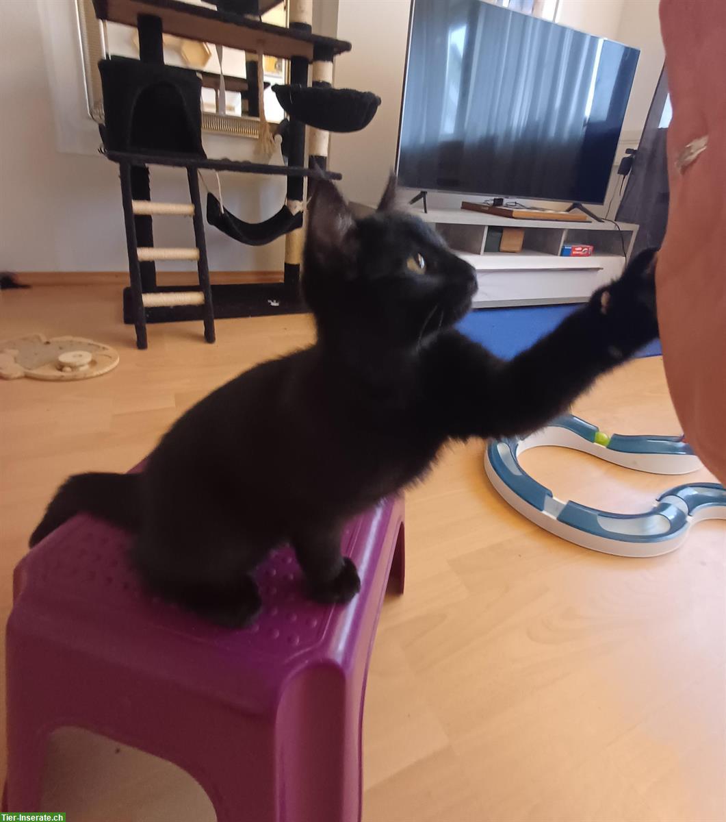 Bild 2: Heilige Birma Mix Kitten, black smoke