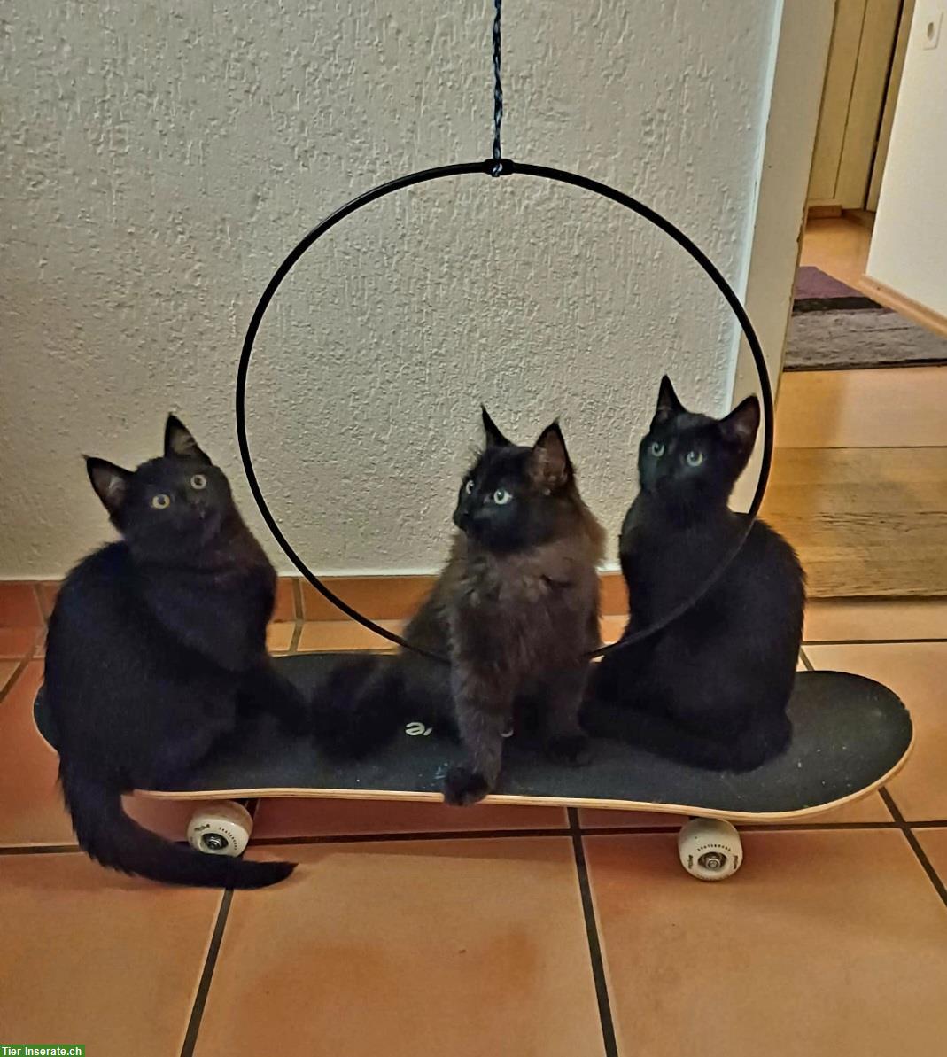 Bild 3: Heilige Birma Mix Kitten, black smoke