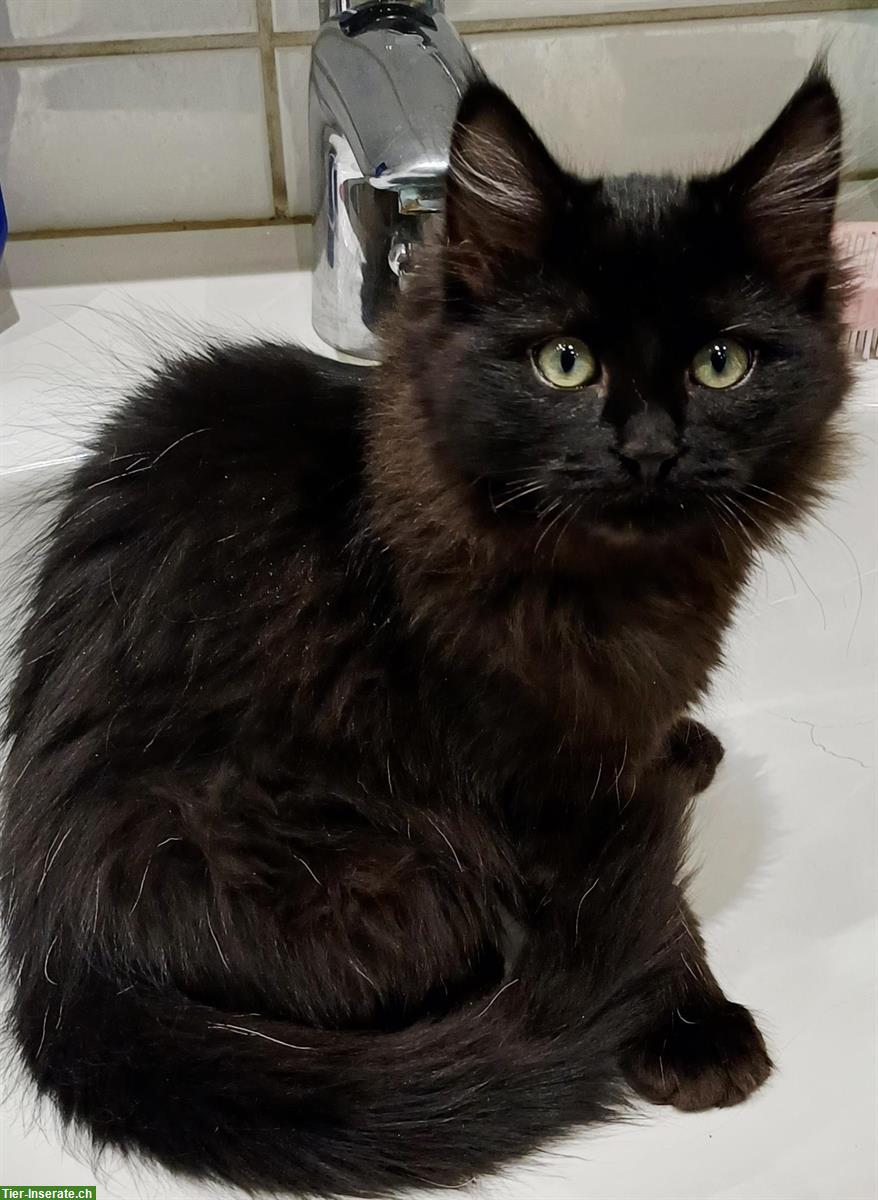 Bild 4: Heilige Birma Mix Kitten, black smoke