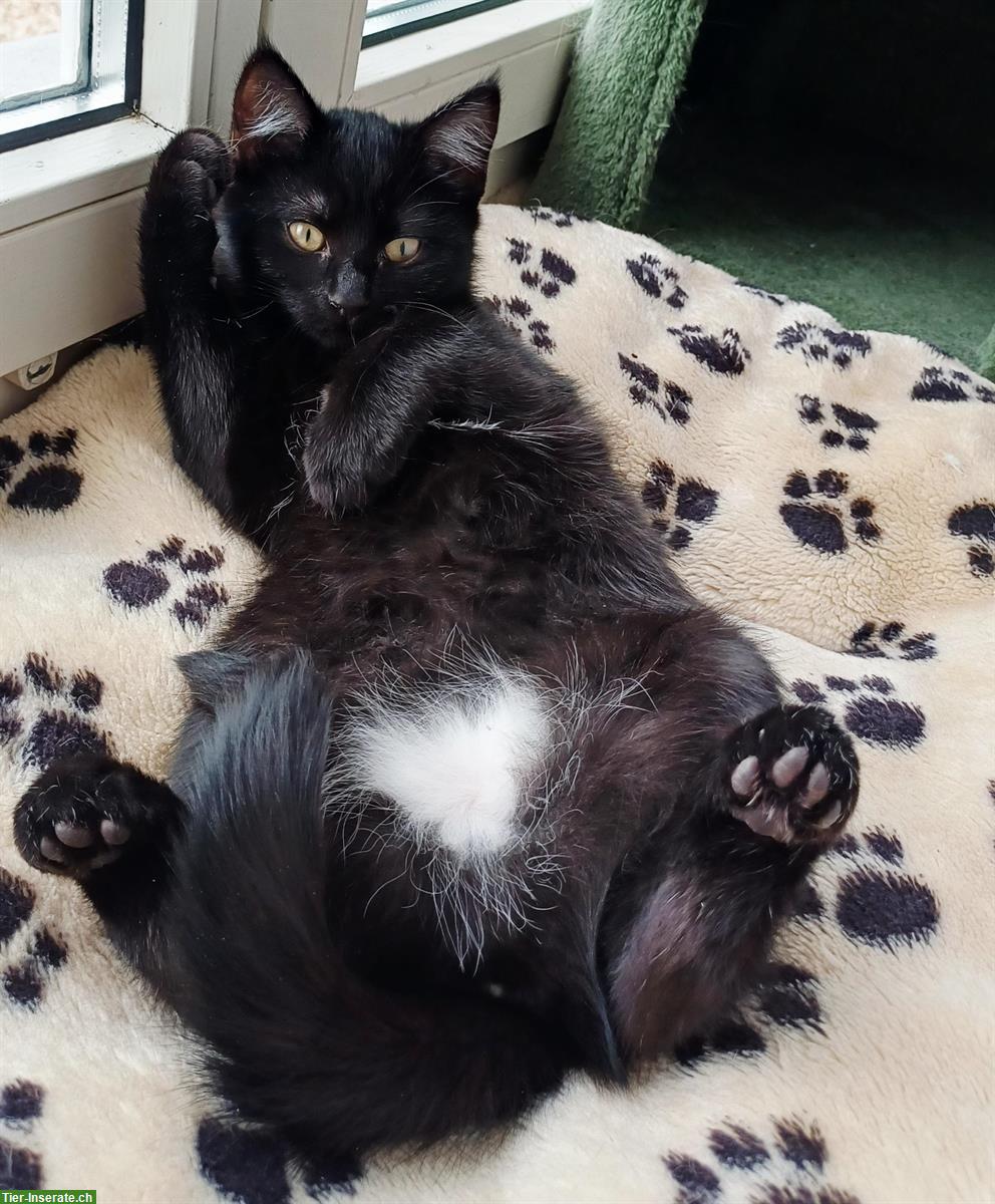 Bild 5: Heilige Birma Mix Kitten, black smoke