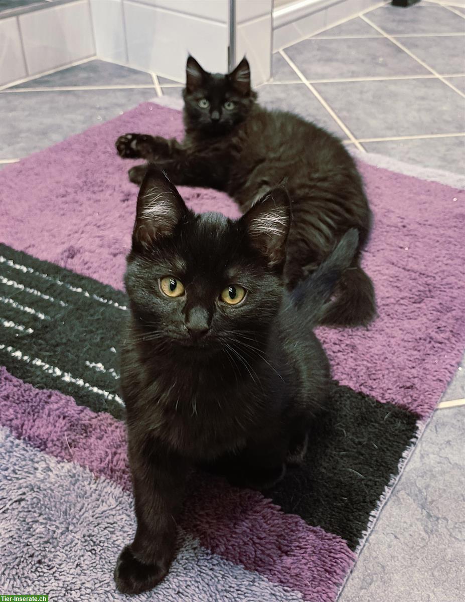 Bild 6: Heilige Birma Mix Kitten, black smoke