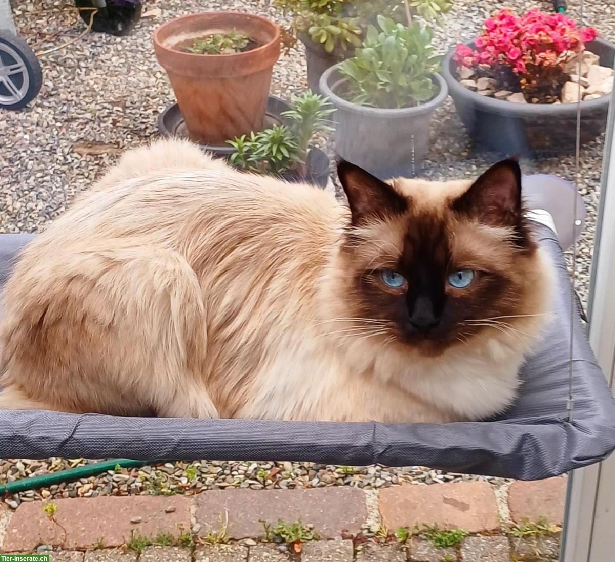 Bild 7: Heilige Birma Mix Kitten, black smoke