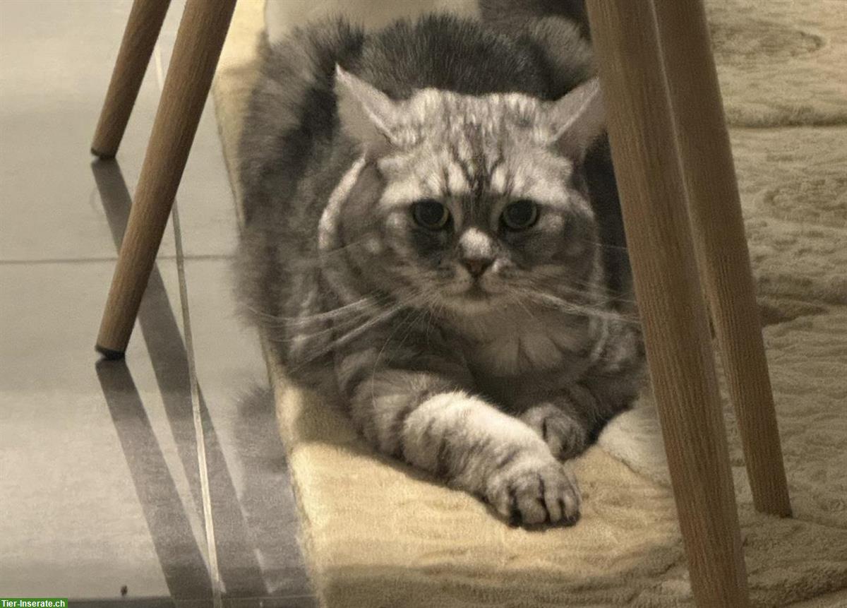 Mila, Britisch Kurzhaar, weiblich, 2 Jahre