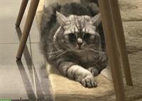 Mila, Britisch Kurzhaar, weiblich, 2 Jahre