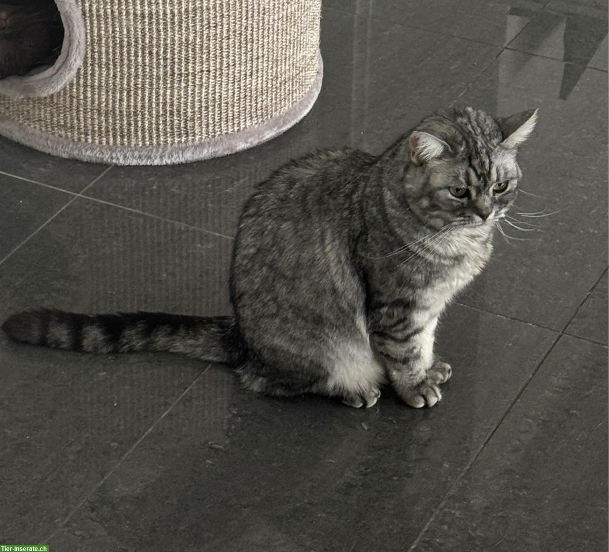 Bild 2: Mila, Britisch Kurzhaar, weiblich, 2 Jahre