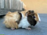 2 Crested Meerschweinchen zu verkaufen