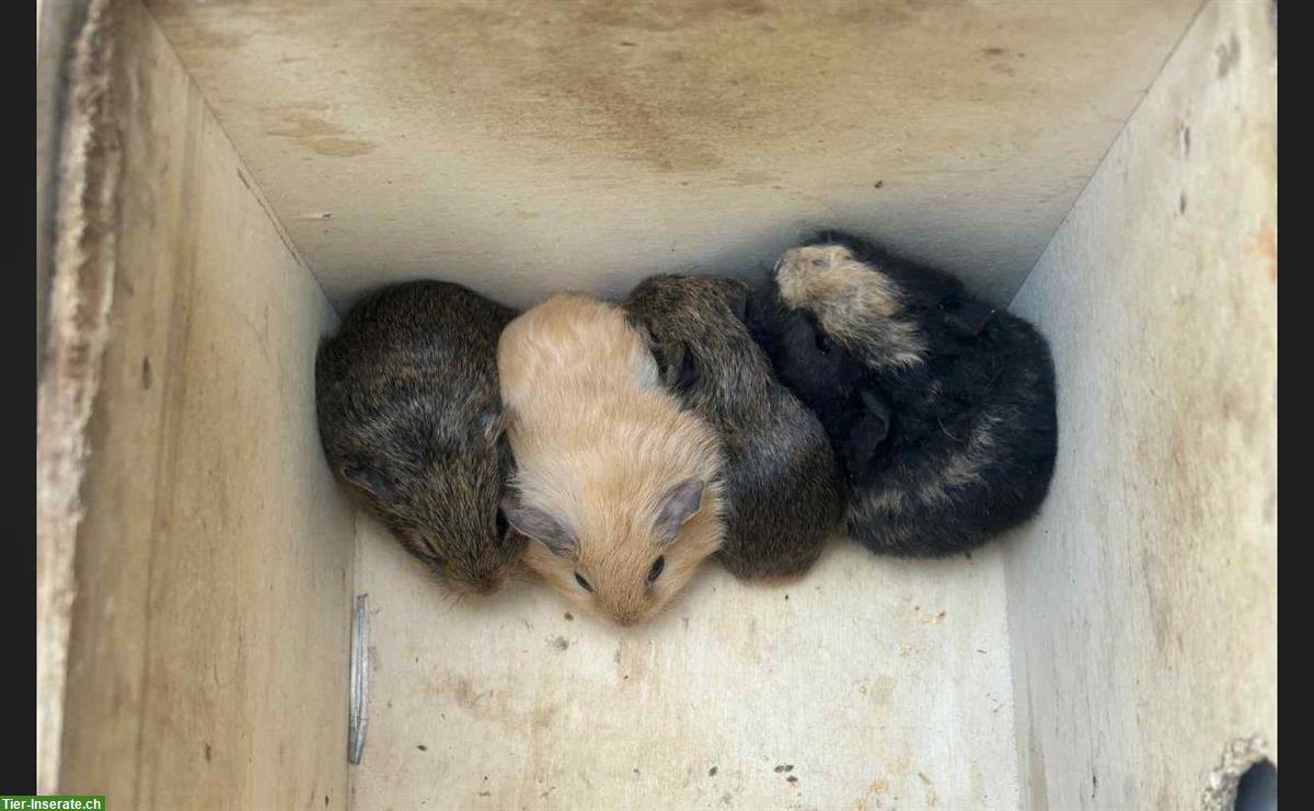 Bild 2: 2 Crested Meerschweinchen zu verkaufen