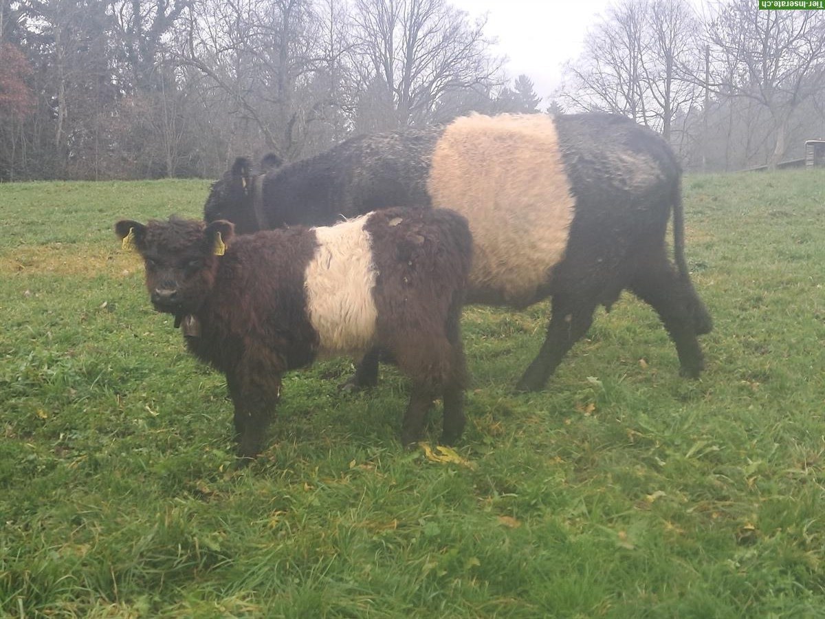 Galloway Herde mit trächtigen Kühen