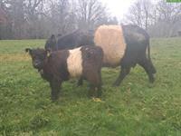 Galloway Herde mit trächtigen Kühen