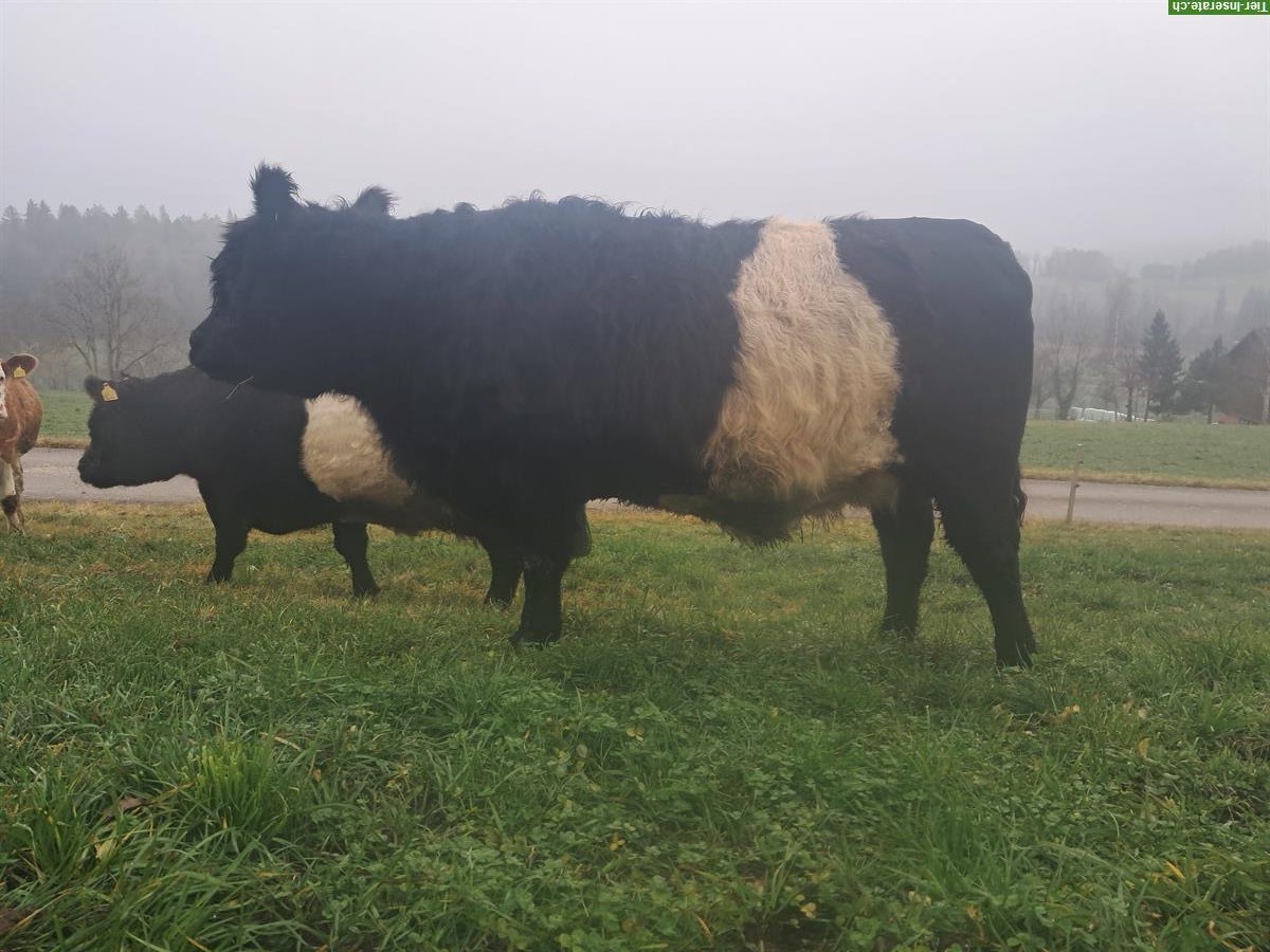 Bild 2: Galloway Herde mit trächtigen Kühen