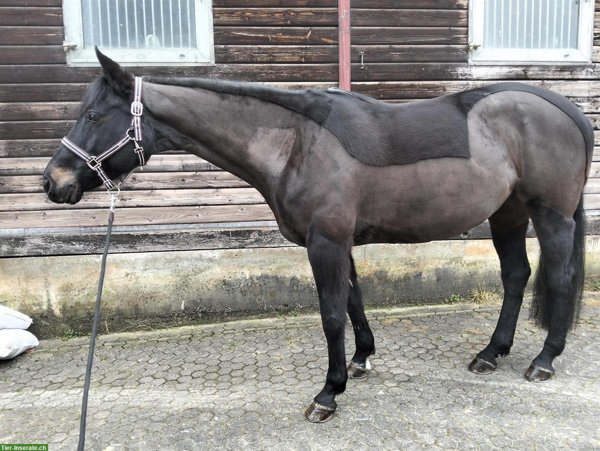 Bild 2: Ungarisches Sportpferd, liebe 12-jährige Freizeitstute