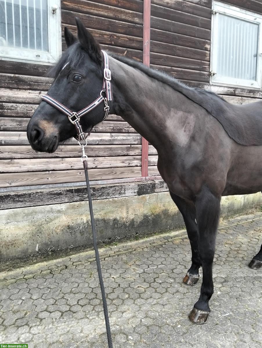 Bild 3: Ungarisches Sportpferd, liebe 12-jährige Freizeitstute