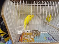 Schöne Kanarienvögel gelb intensiv