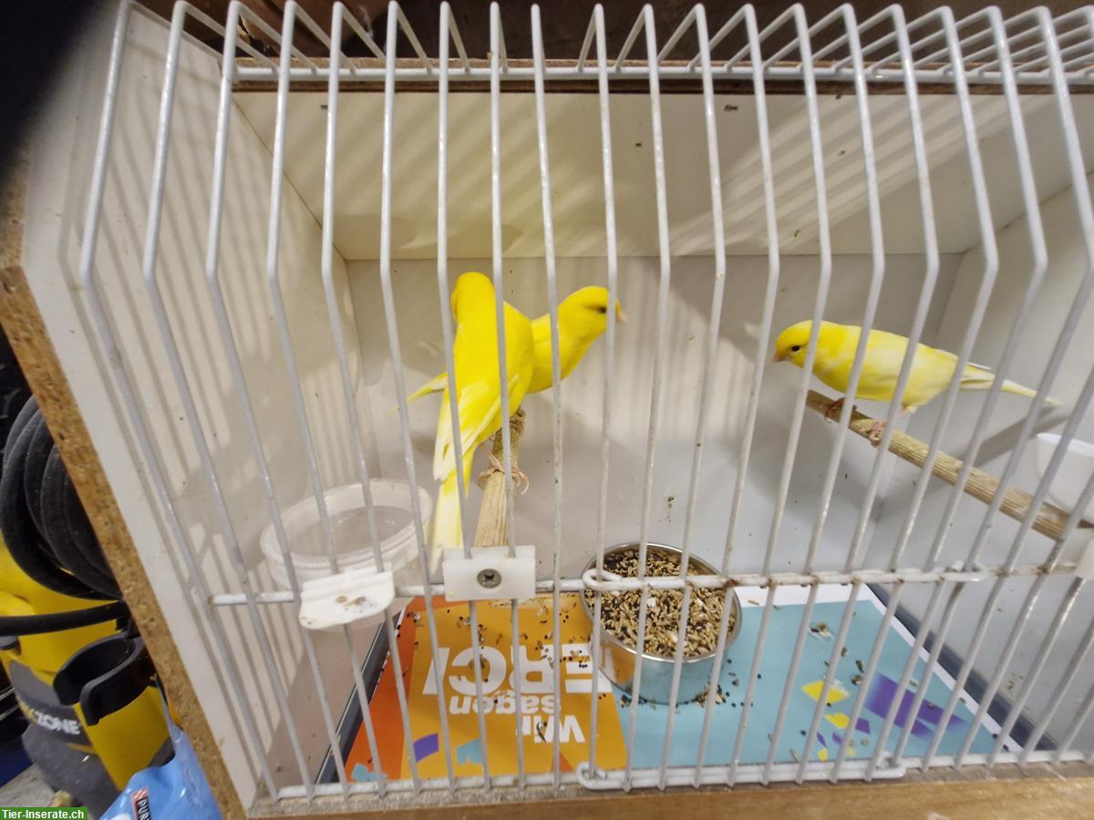 Bild 2: Schöne Kanarienvögel gelb intensiv