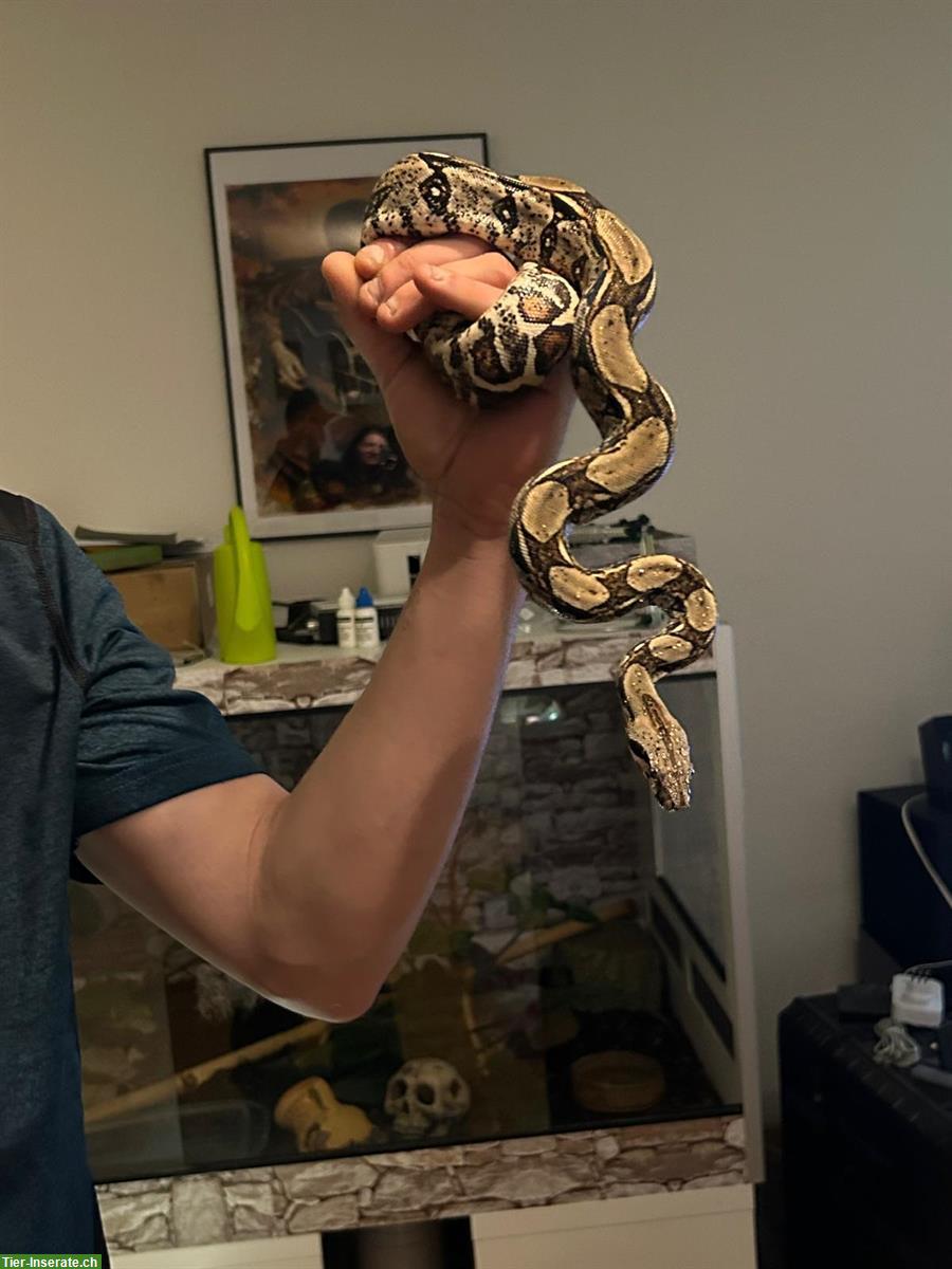 Boa Constrictor imperator GRATIS abzugeben