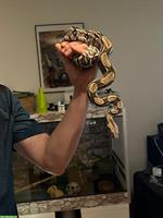 Boa Constrictor imperator GRATIS abzugeben