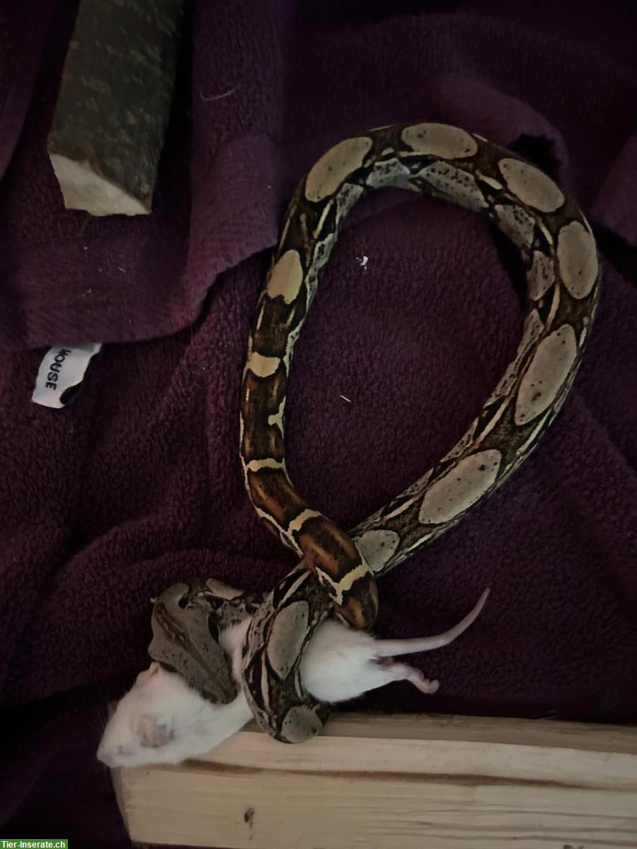 Bild 2: Boa Constrictor imperator GRATIS abzugeben