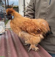 Seidenhuhn-Hähne, jung und wunderschön