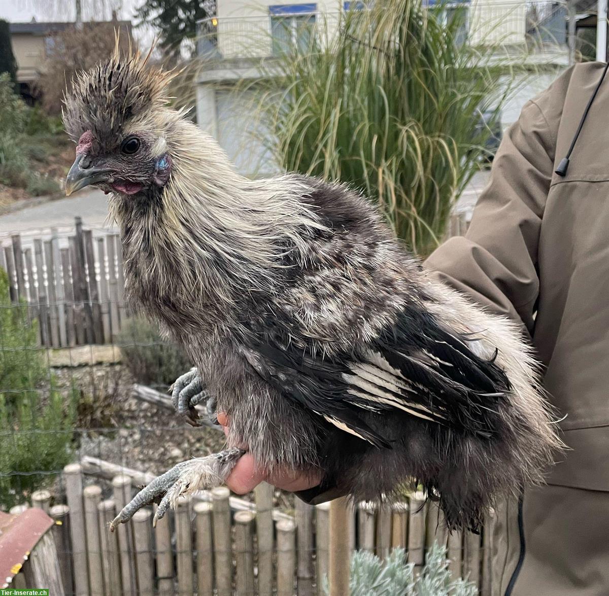 Bild 2: Seidenhuhn-Hähne, jung und wunderschön