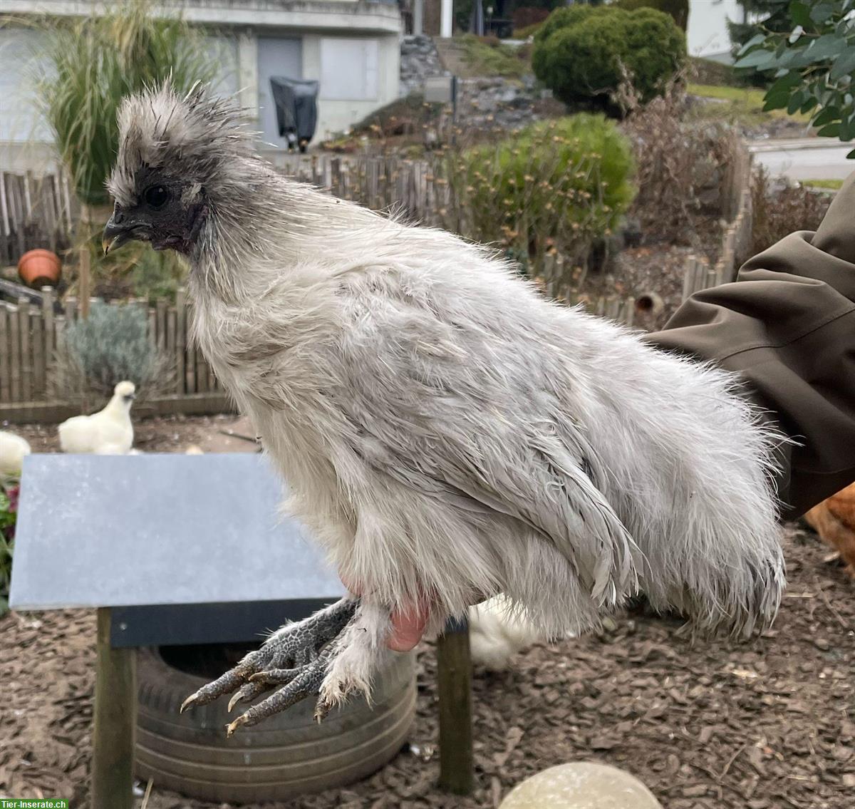 Bild 3: Seidenhuhn-Hähne, jung und wunderschön