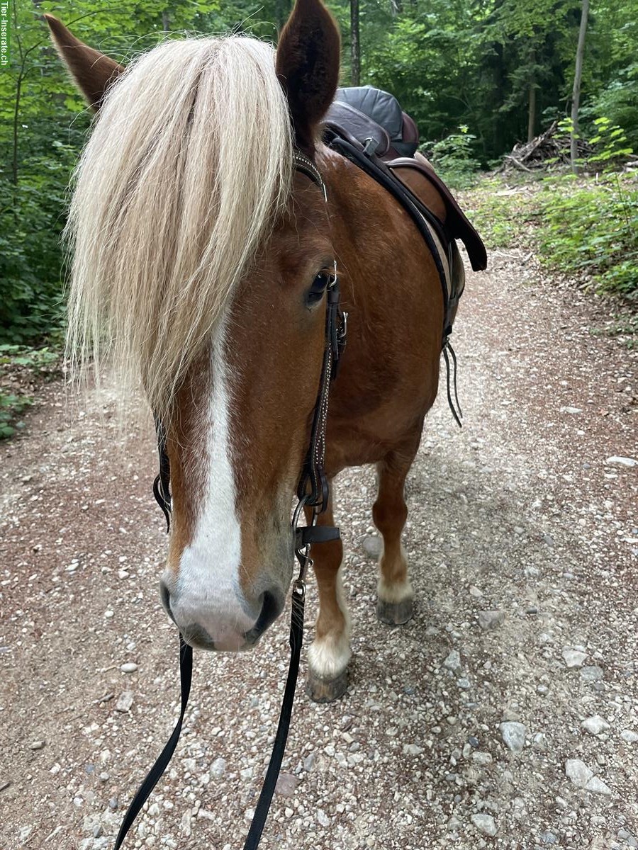 Liebevoller Isländer-Wallach sucht neuen Lebensplatz