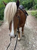 Liebevoller Isländer-Wallach sucht neuen Lebensplatz