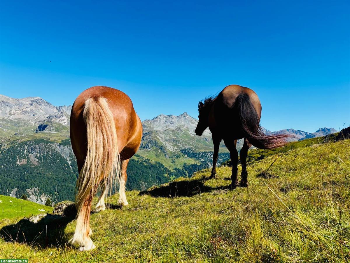 Bild 2: Liebevoller Isländer-Wallach sucht neuen Lebensplatz