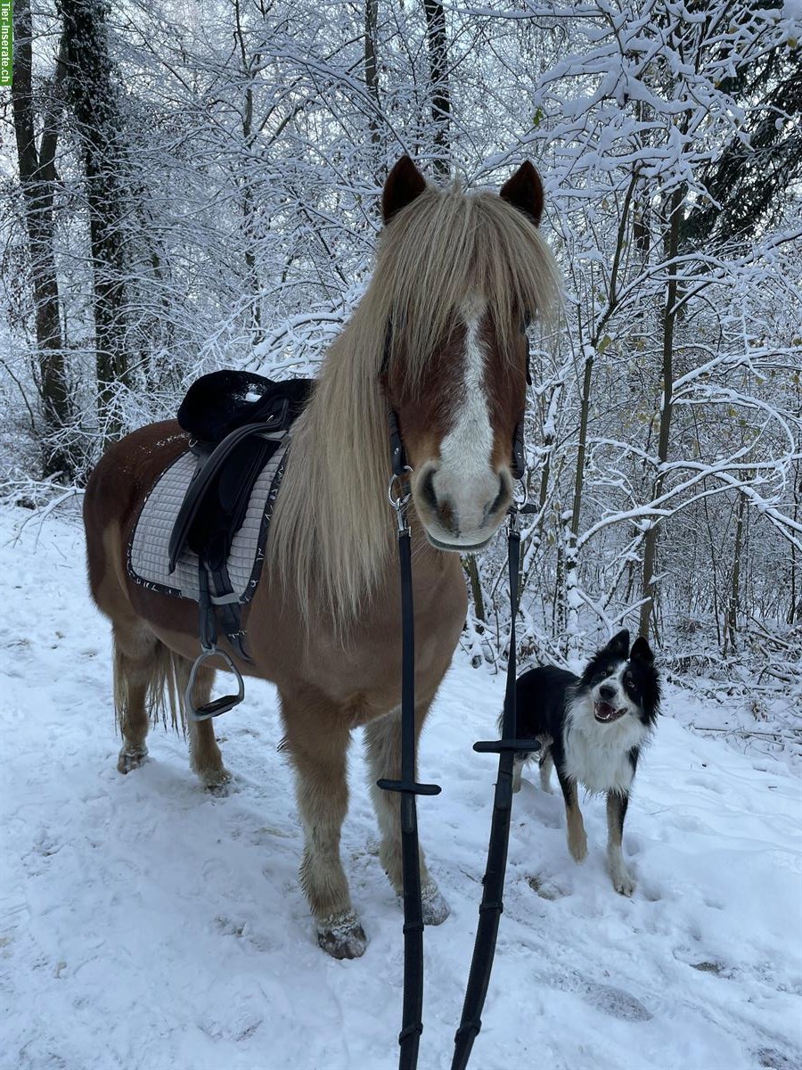 Bild 3: Liebevoller Isländer-Wallach sucht neuen Lebensplatz