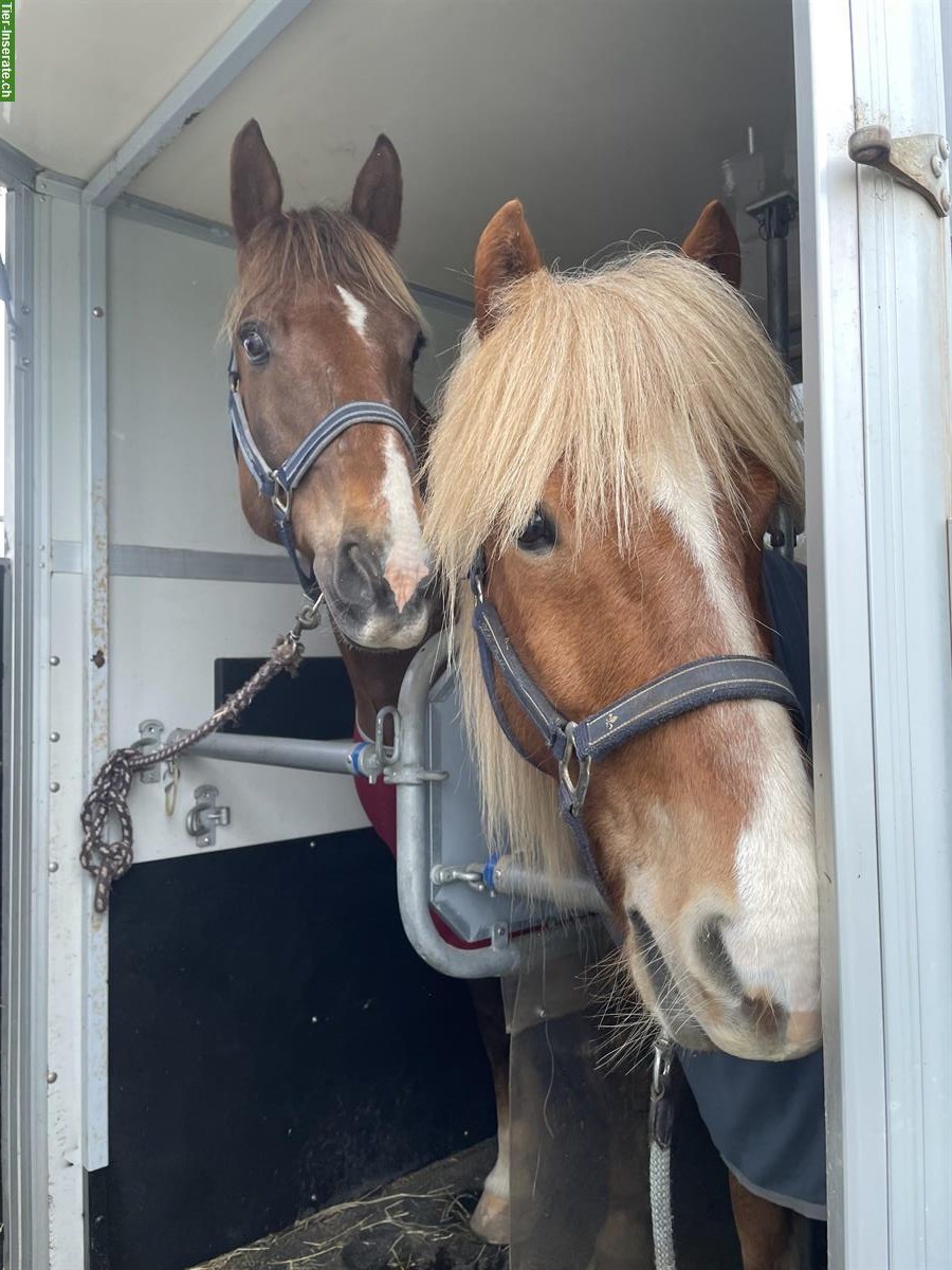 Bild 4: Liebevoller Isländer-Wallach sucht neuen Lebensplatz