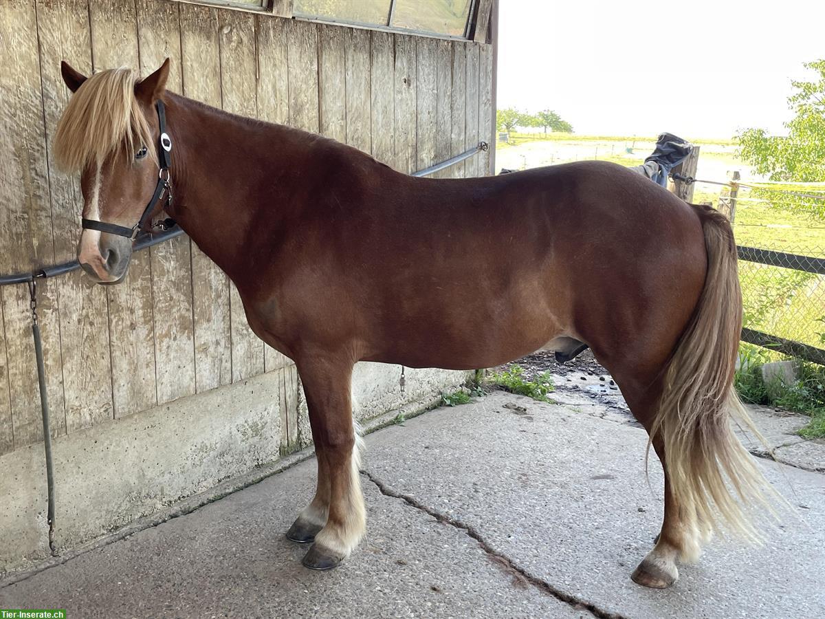 Bild 5: Liebevoller Isländer-Wallach sucht neuen Lebensplatz