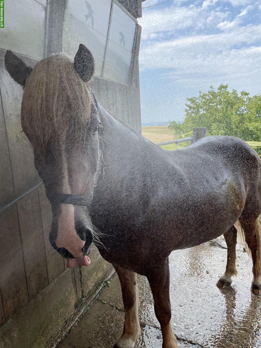Bild 6: Liebevoller Isländer-Wallach sucht neuen Lebensplatz